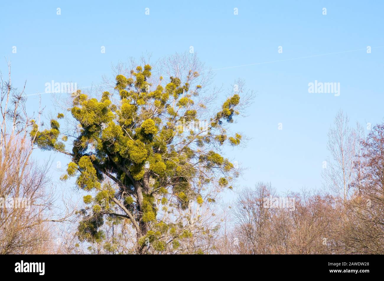 Common mistletoe (Viscum album, species of mistletoe, family Santalaceae, European mistletoe or  mistletoe) attacked all trre do death. Stock Photo