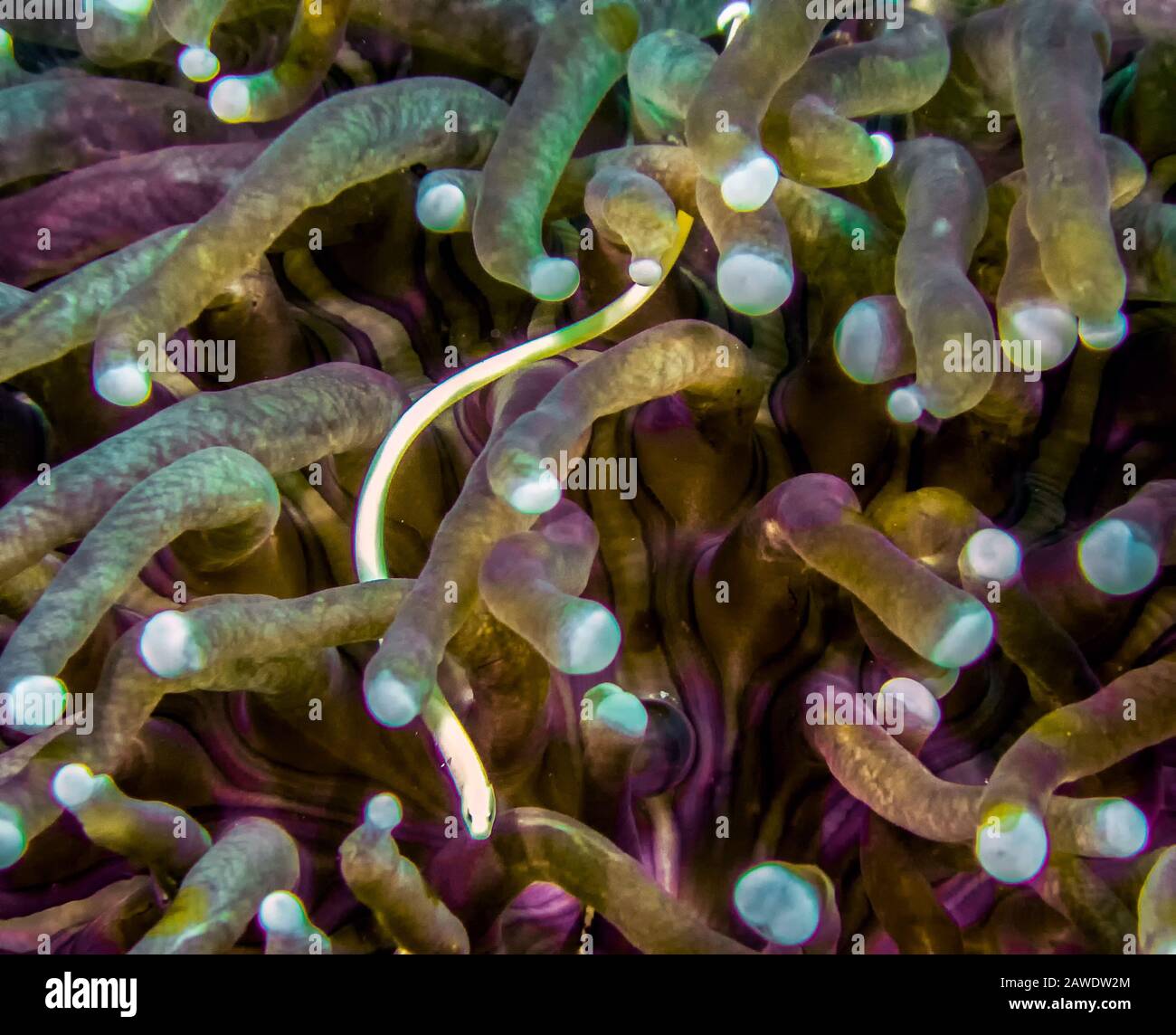 Mushroom Coral Pipefish (Siokunichthys nigrolineatus) Stock Photo