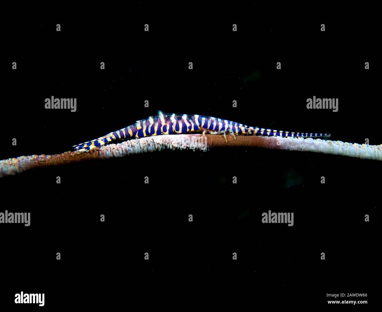 A Needle Shrimp (Tozeuma armatum) Stock Photo