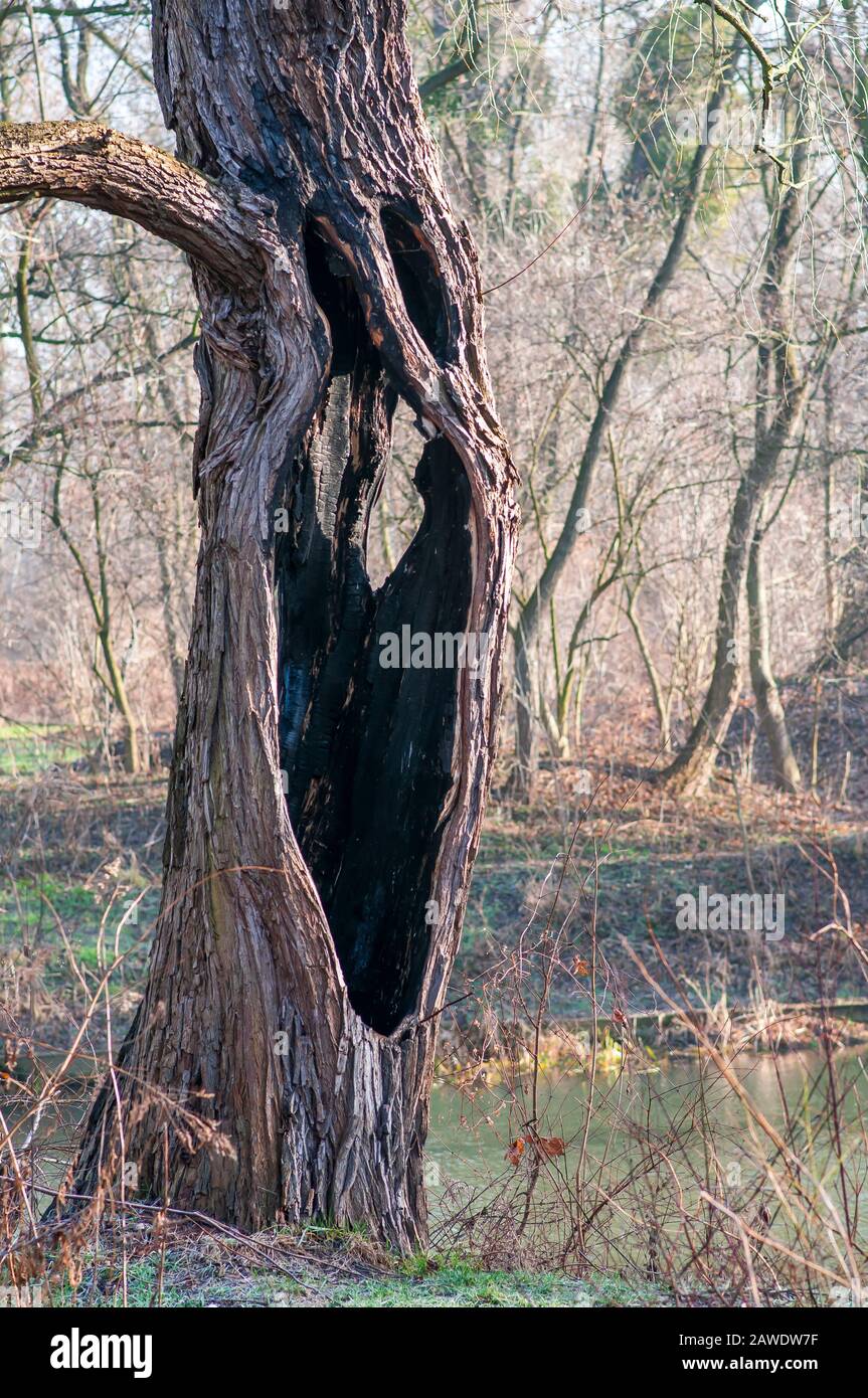 Giant willow tree burnt inside, Hollow trunk still alive Stock Photo
