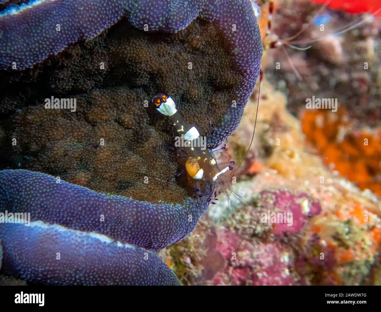 Pacific Clown Anemone Shrimp (Periclimenes brevicarpalis) Stock Photo