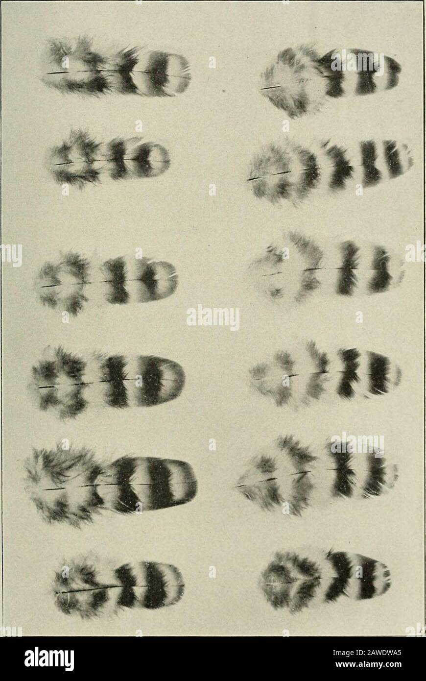 Annual Report Of The Maine Agricultural Experiment Station Table 5 Hatching Records For The Mating B P R X Ci G Mating Number 01be A5 Cnbc Tl Cd Cj 5 Percentof Fertileeggs Dyingin