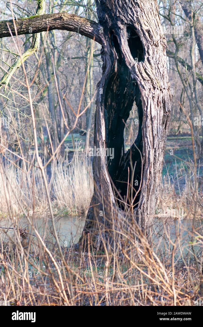 Giant willow tree burnt inside, Hollow trunk still alive Stock Photo