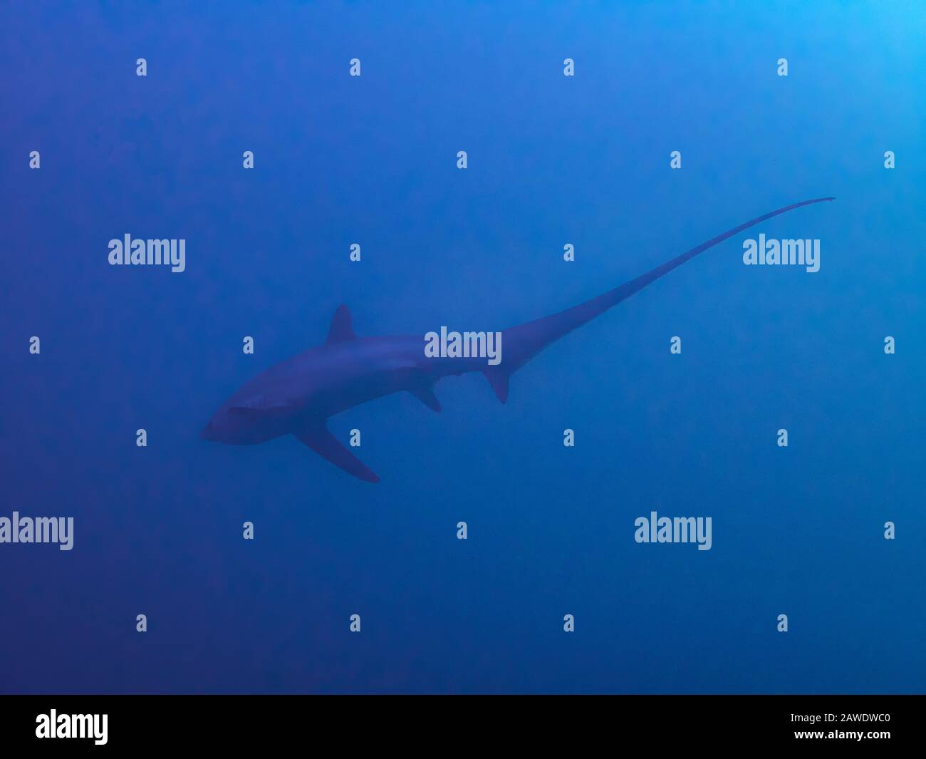 Pelagic Thresher Shark (Alopias pelagicus Stock Photo Alamy — free download