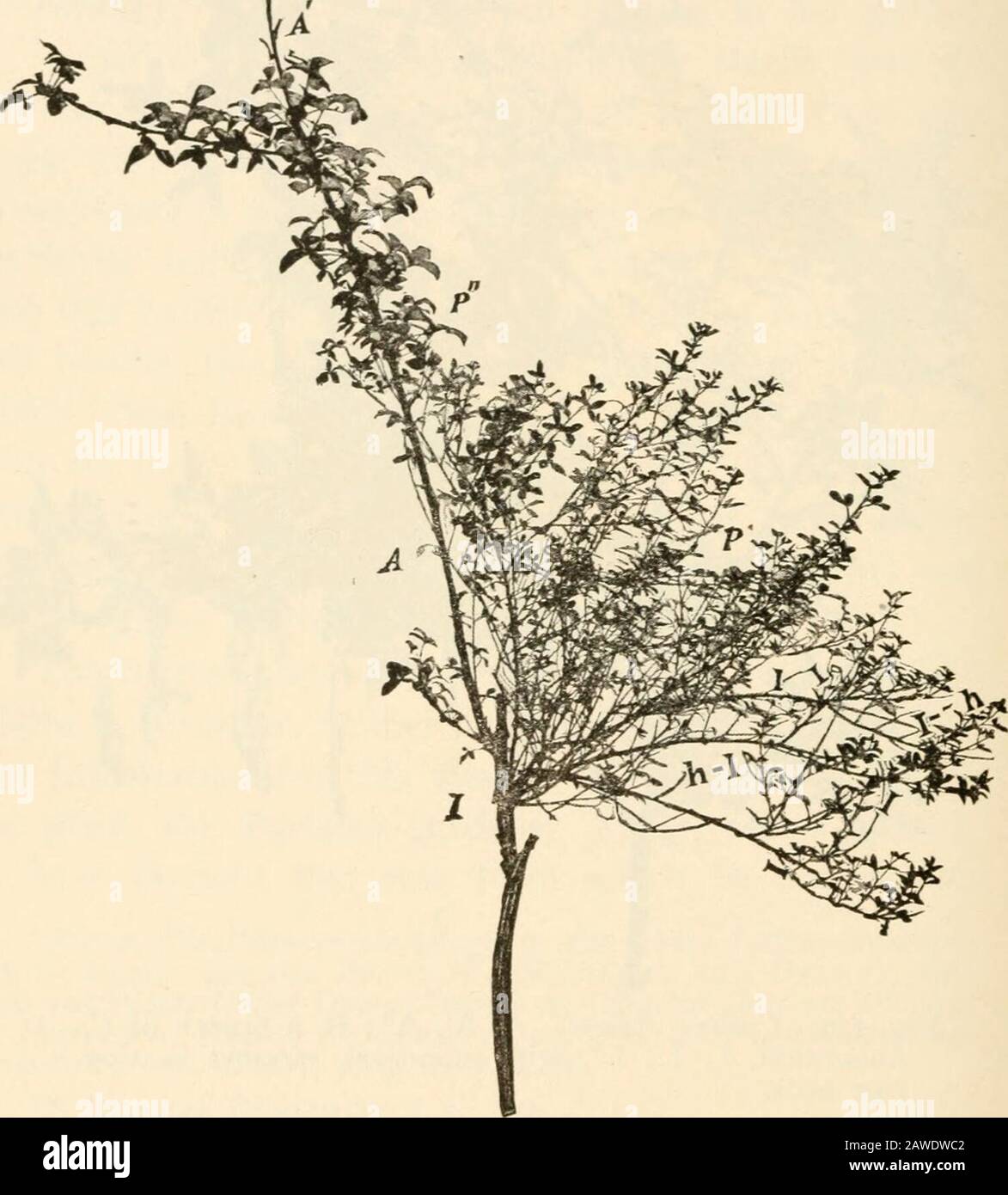 The Mutation Theory Experiments And Observations On The Origin Of Species In The Vegetable Kingdom Fig 139 Cytisiis Adami A A A B A Hrancli Of Claburnum L L L Witli