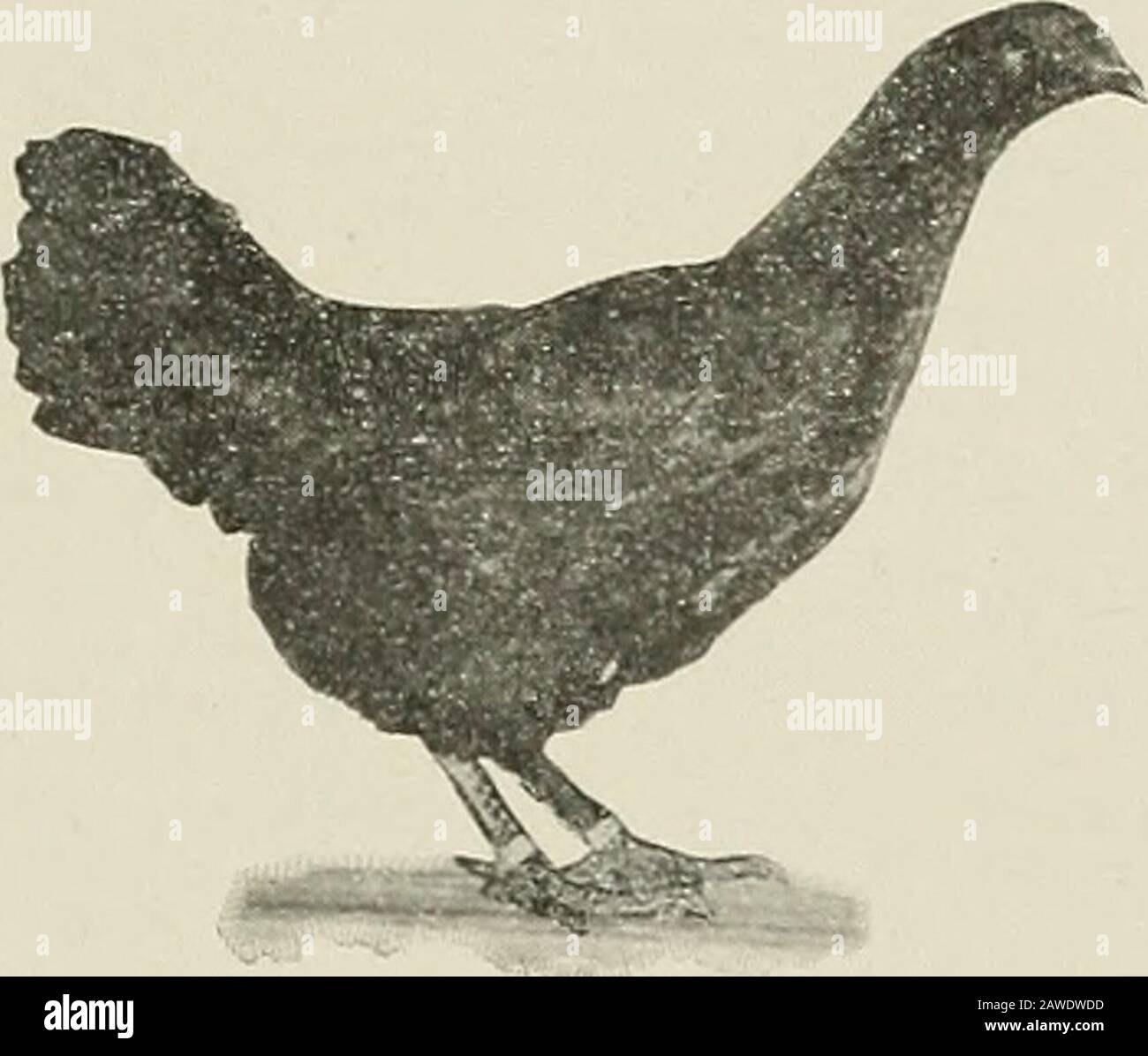 Annual report of the Maine Agricultural Experiment Station . Fu;. 77.  Hybrids between Barred Plymouth Kocks and Cornish Indian Games. A. Male  bird. The males from the cross and its reciprocal are