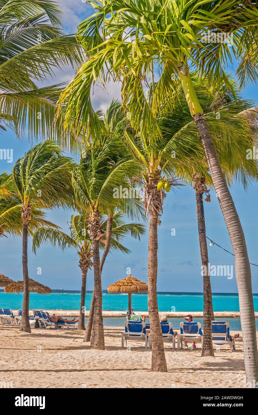 Palm Trees On the Beach, Aruba, West Indies Stock Photo