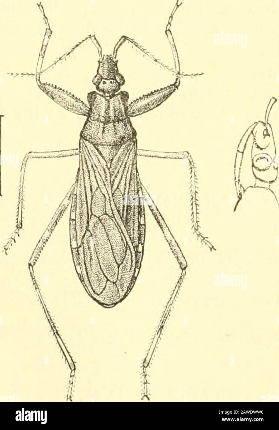 Rhynchota .. . p. 4 (1906). Type, A. aciitam/ula, Stal, from the Philippines.Distribution. India and the Malay Archipelago. Aiilacogenia corniculata, Stdl, Ofc. Vet.-Ak. Fdrh. 1870, p. 701JSredd. Ann. Soc. Ent. Belg. 1909, p. 80o. Diaditus errabuudus, Dist. (Vol. II, p. 226, f. 160.) Allomastix errabundus, Bergr. Wien. Ent. Zeit. xxv, p. 4 (1906). In describing and generically locating this species, I relied onthe character given by Stal in his generic diagnosis tihiis com-pressis, and had not then noticed that in a second species he haddescribed the tibiae as ant/ustce. Breddin states tliat h Stock Photo