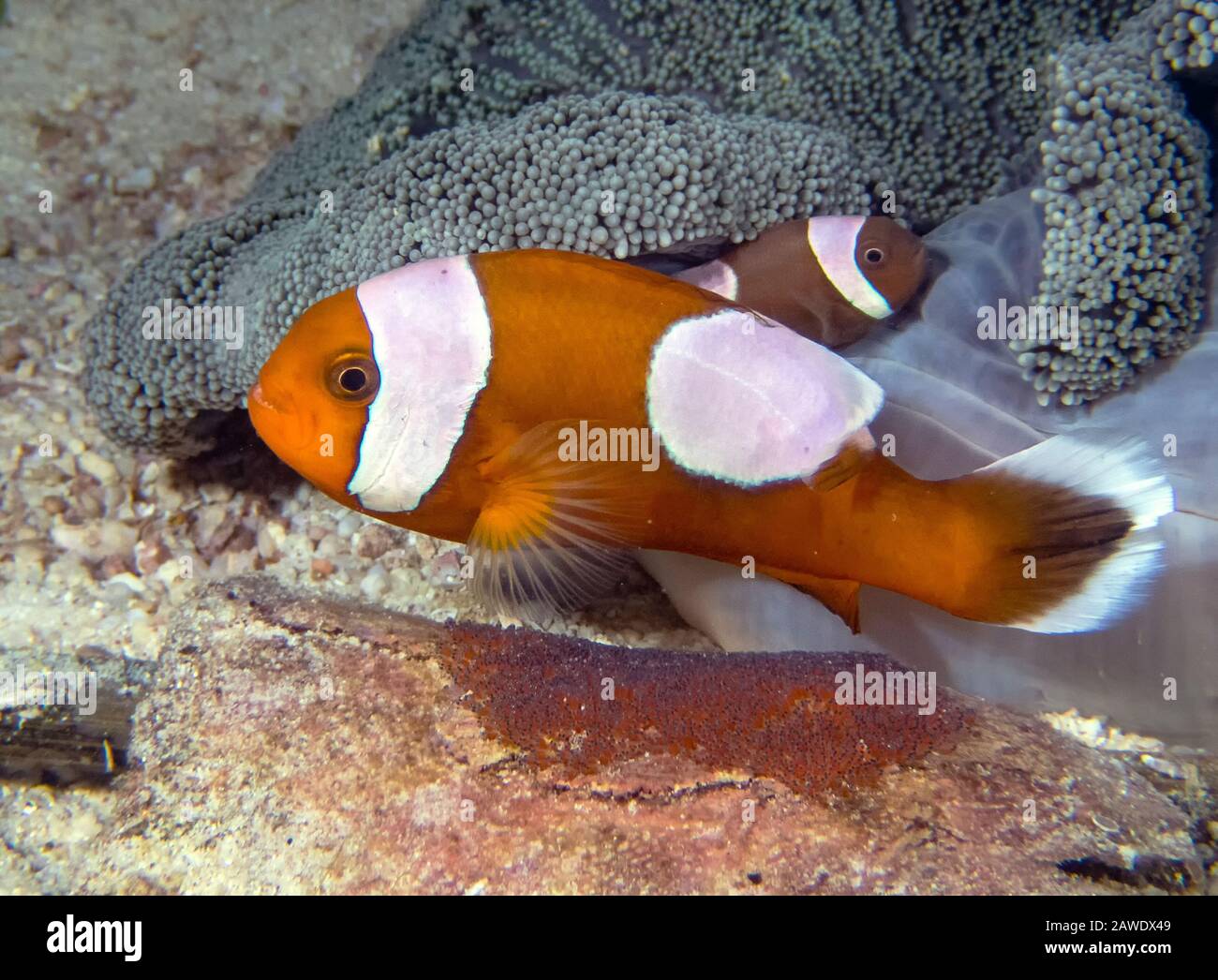 Saddleback Clownfish (Amphiprion polymnus) looking after their eggs Stock Photo