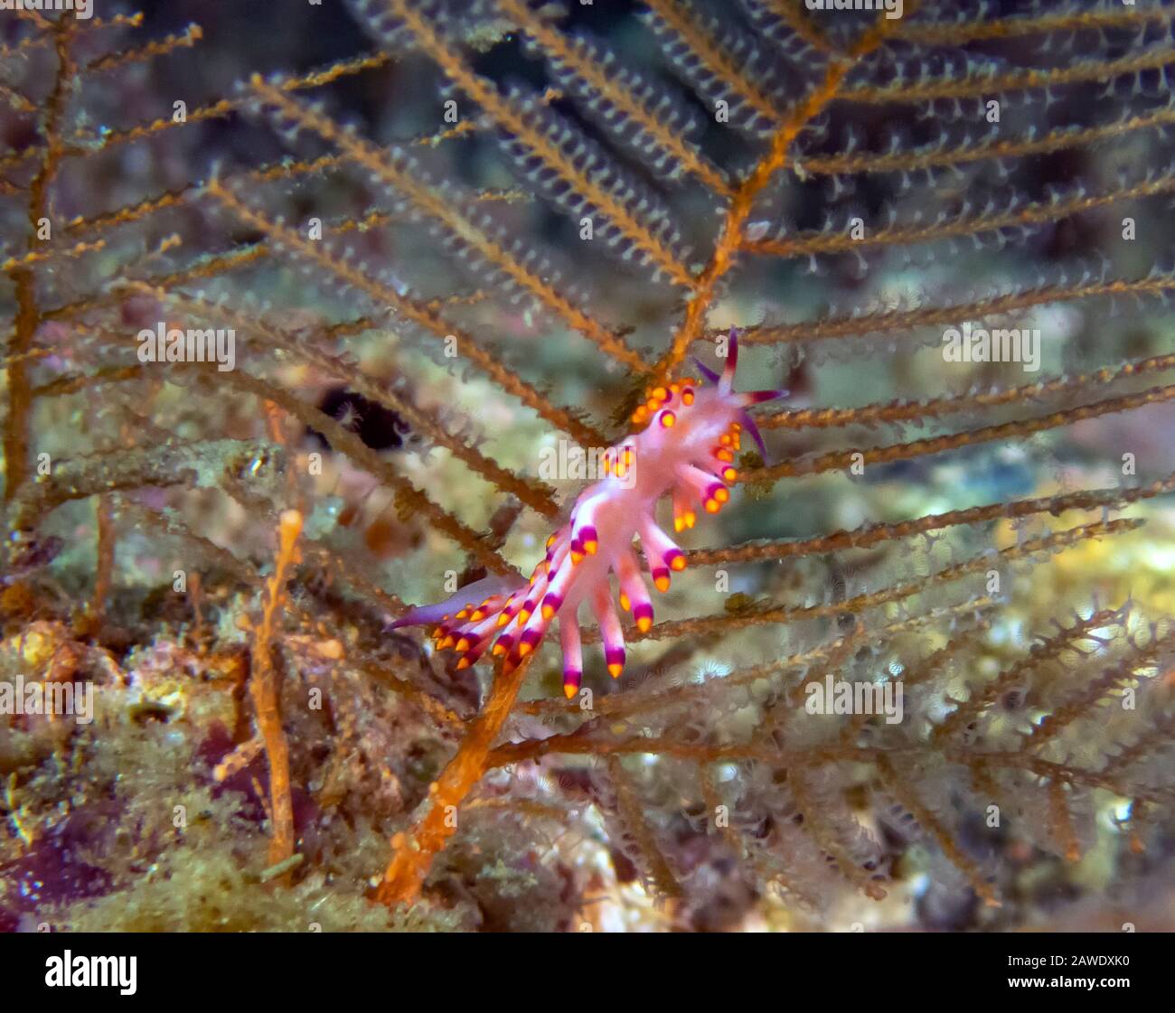 Close up of a Siboga cuthona nudibranch Stock Photo