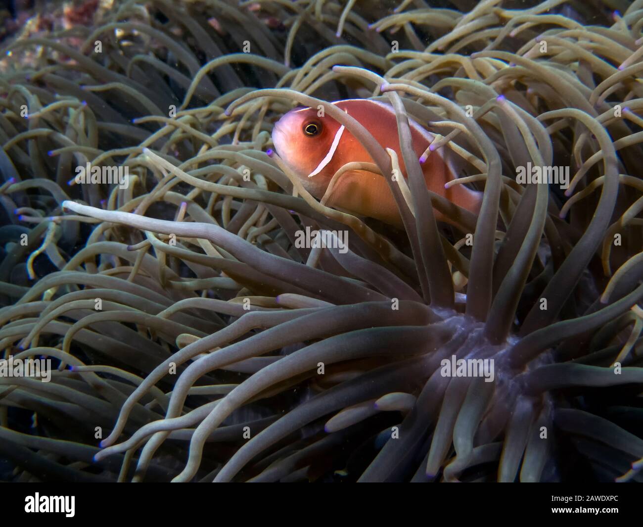 Skunk Fish A Skunk Anemonefish (Amphiprion perideraion Stock Photo - Alamy