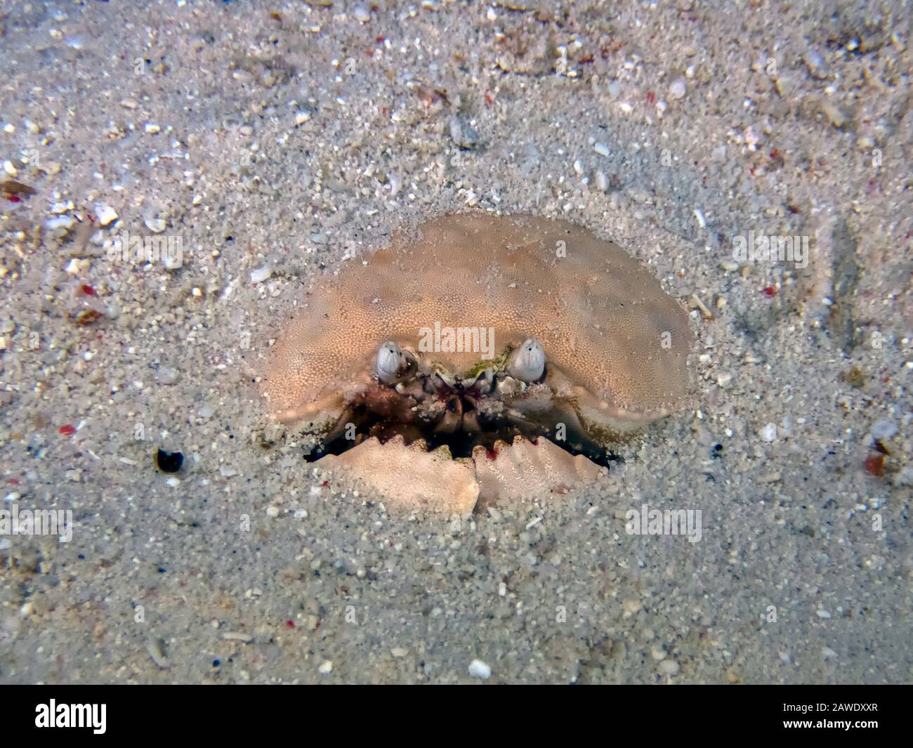 Smooth Box Crab (Calappa calappa) Stock Photo