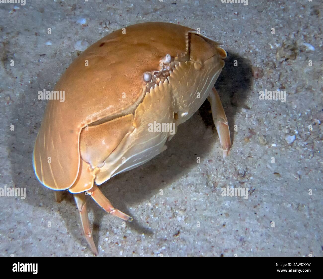 Smooth Box Crab (Calappa calappa) Stock Photo