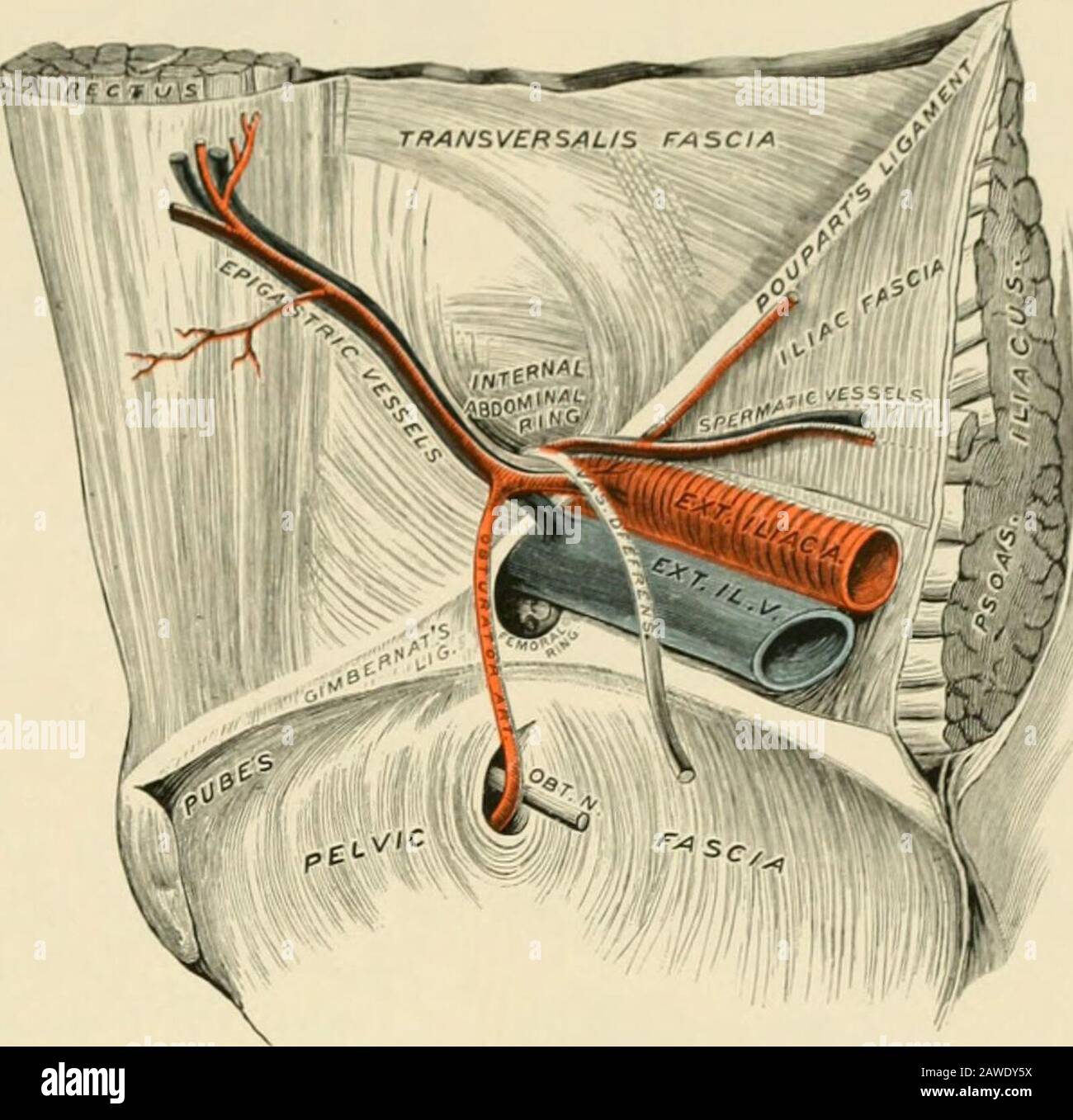 Operative surgery . Femoral artery, h. Femoral vein. i. Sheath of femoral vessels, j. Saphenous vein. the stricture be divided agreeably to directions often given—parallel withthe course of the epigastric vessels—or even upward or slightly outward,these vessels will be in danger of injury. If, on the other hand, the protrusion be of the direct variety, and theincision be made upward and outward, under the impression that it is a dis-placed indirect form of hernia, the epigastric vessels will then be exposed toperil (Fig. 1116). It is readily seen, therefore, that great caution should beemploye Stock Photo