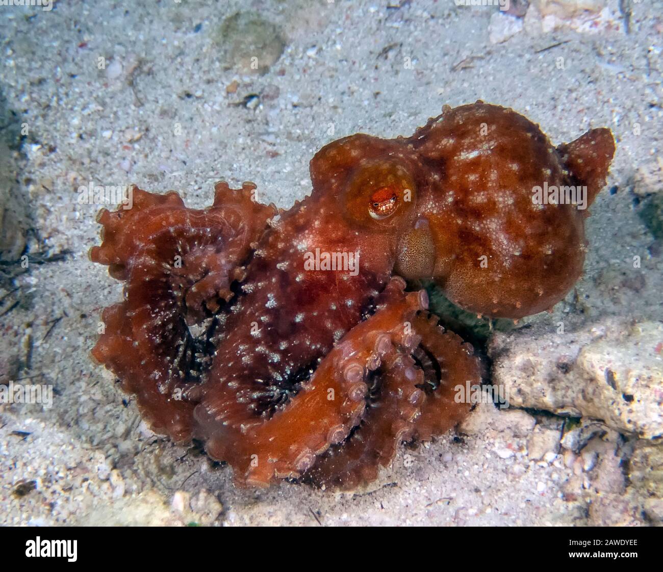 Starry Night Octopus (Callistoctopus luteus) Stock Photo