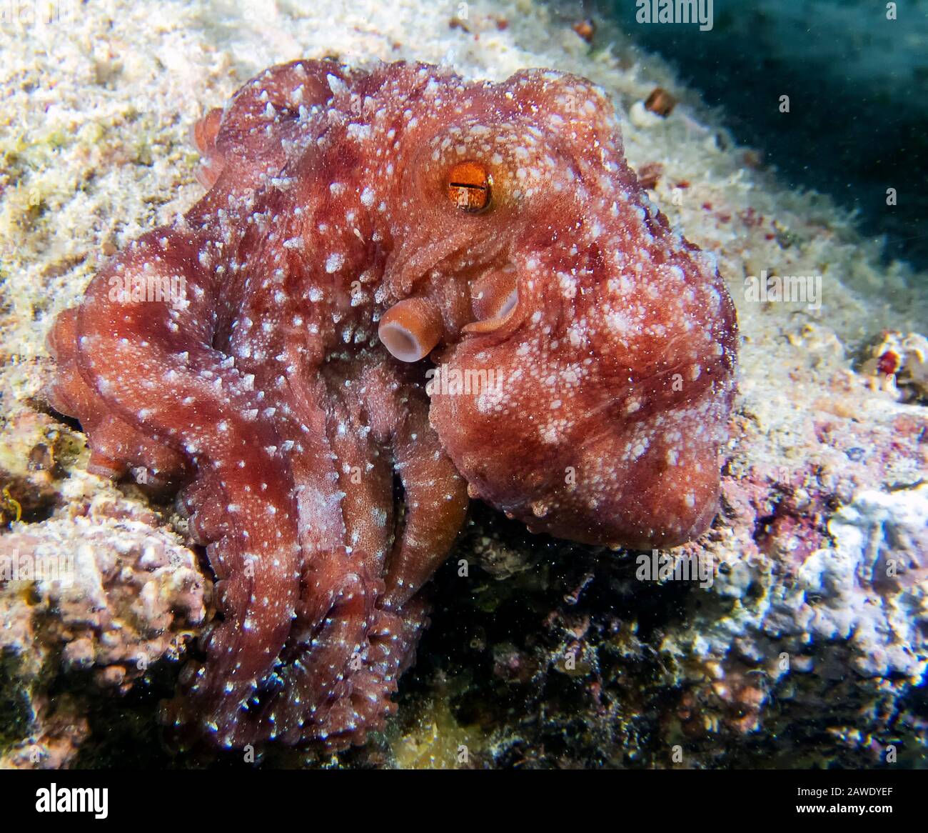 Starry Night Octopus (Callistoctopus luteus) Stock Photo