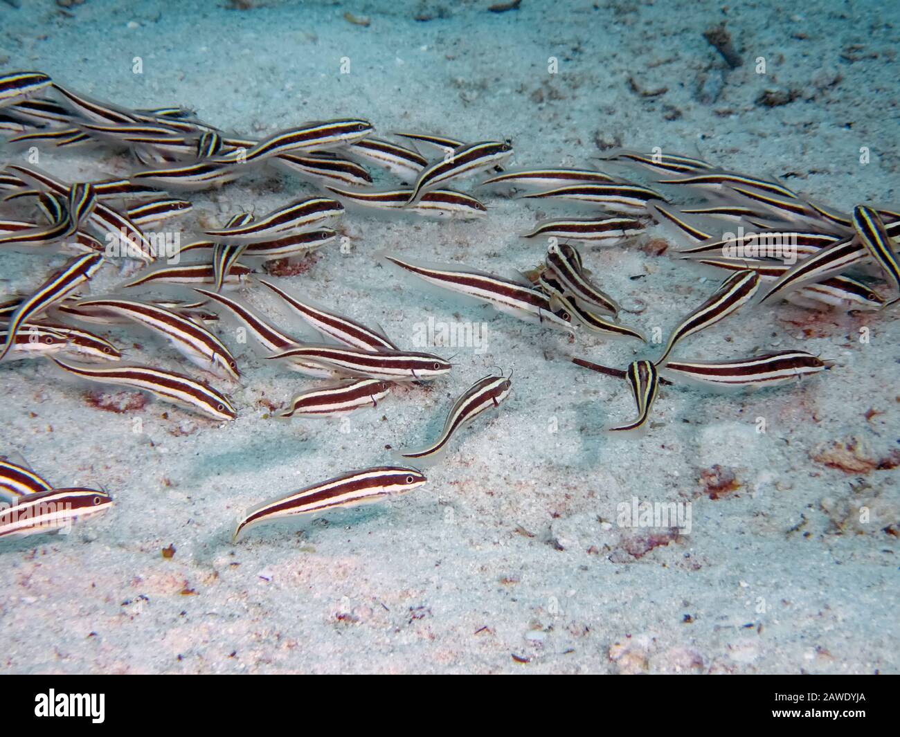 Striped Eel Catfish (Plotosus lineatus Stock Photo Alamy