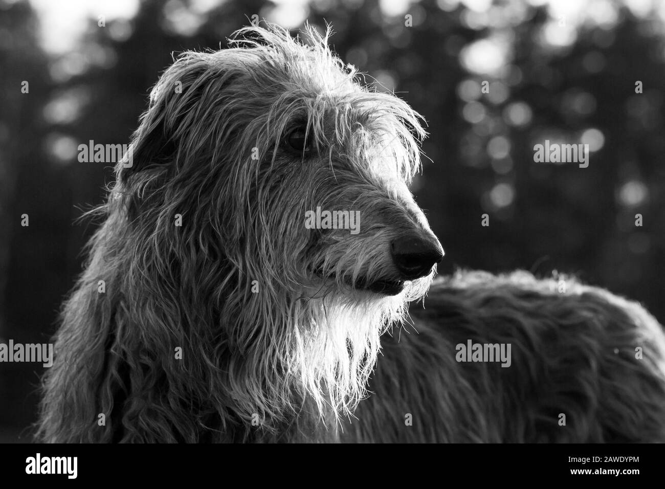 portrait of a scottish deerhound dog in the sunrise Stock Photo