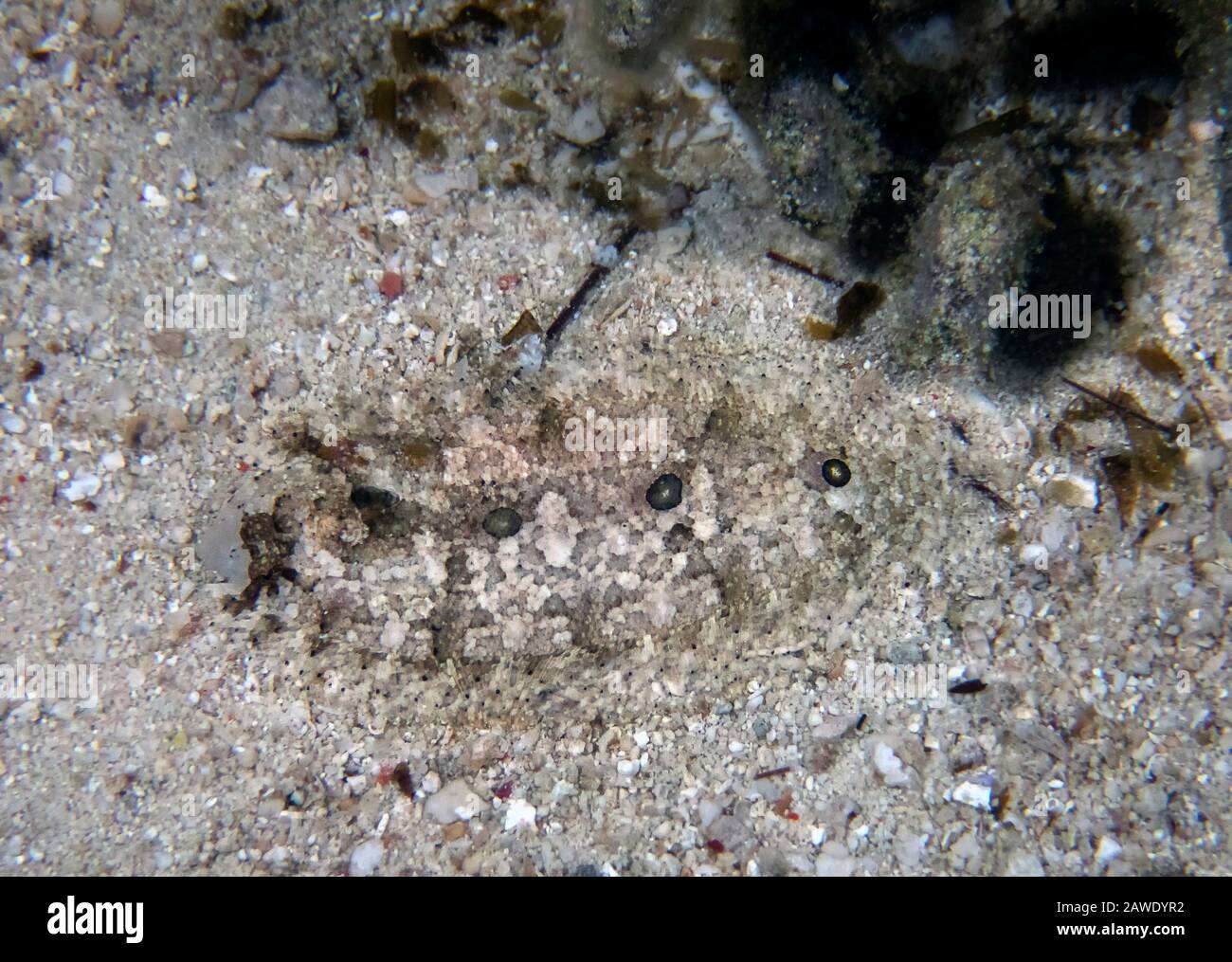 Three Spot Flounder (Samariscus triocellatus) Stock Photo