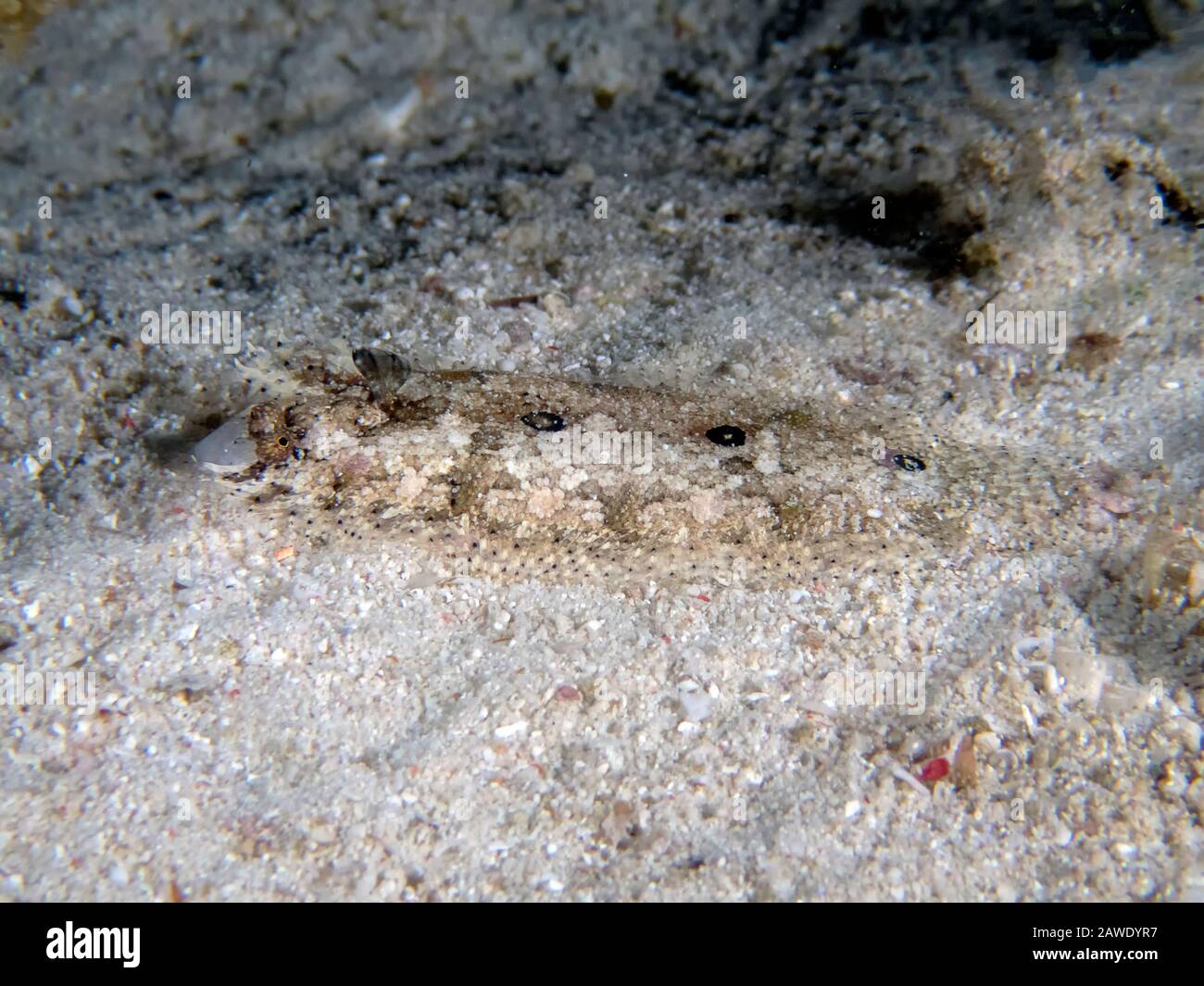 Three Spot Flounder (Samariscus triocellatus) Stock Photo