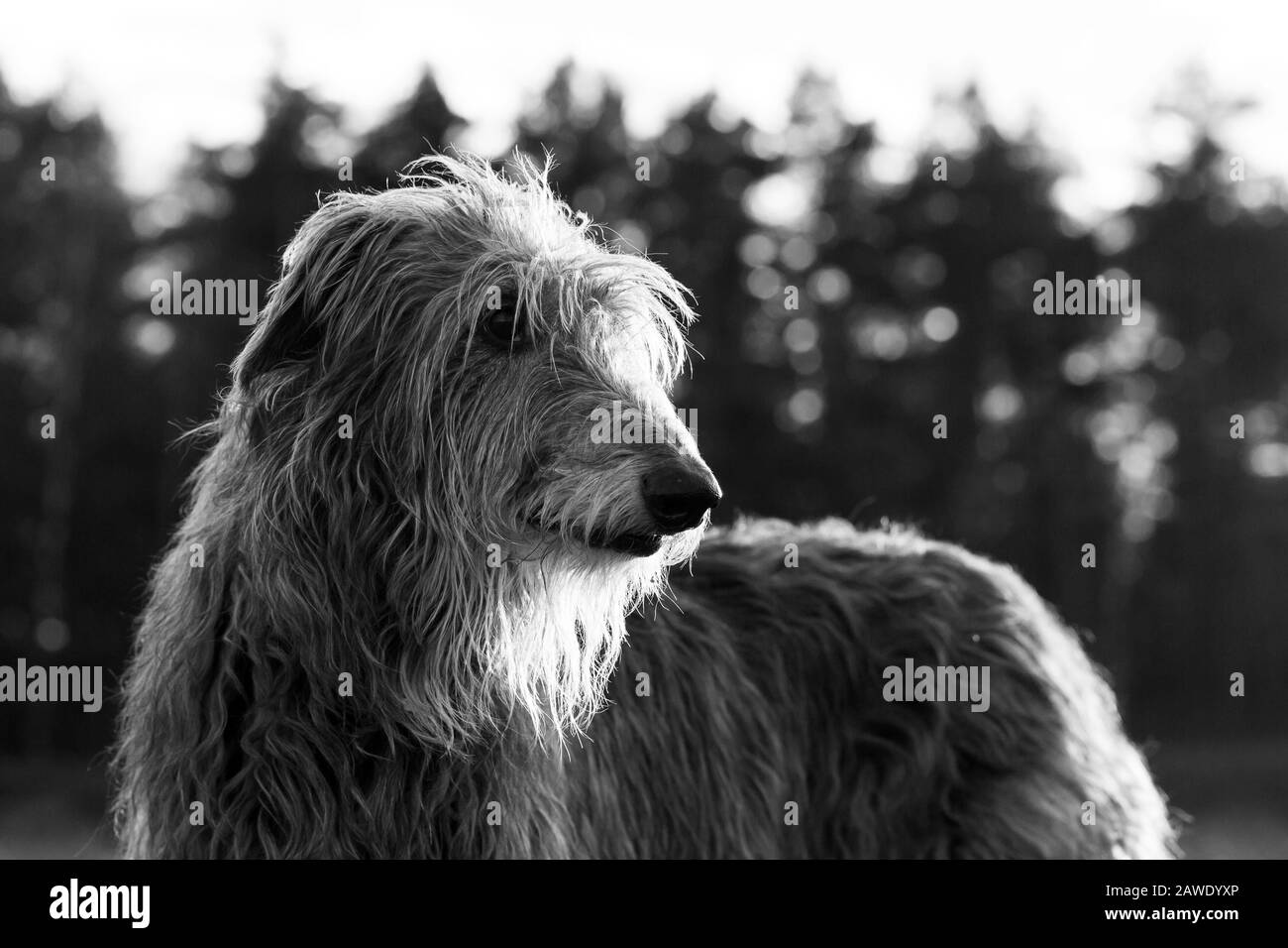 portrait of a scottish deerhound dog in the sunrise Stock Photo