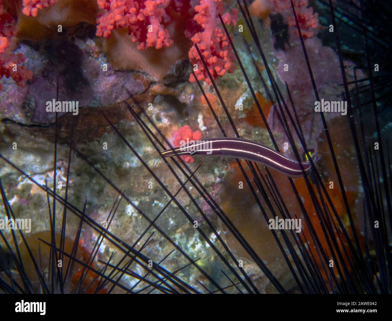 An Urchin Clingfish (Diademichthys lineatus) Stock Photo