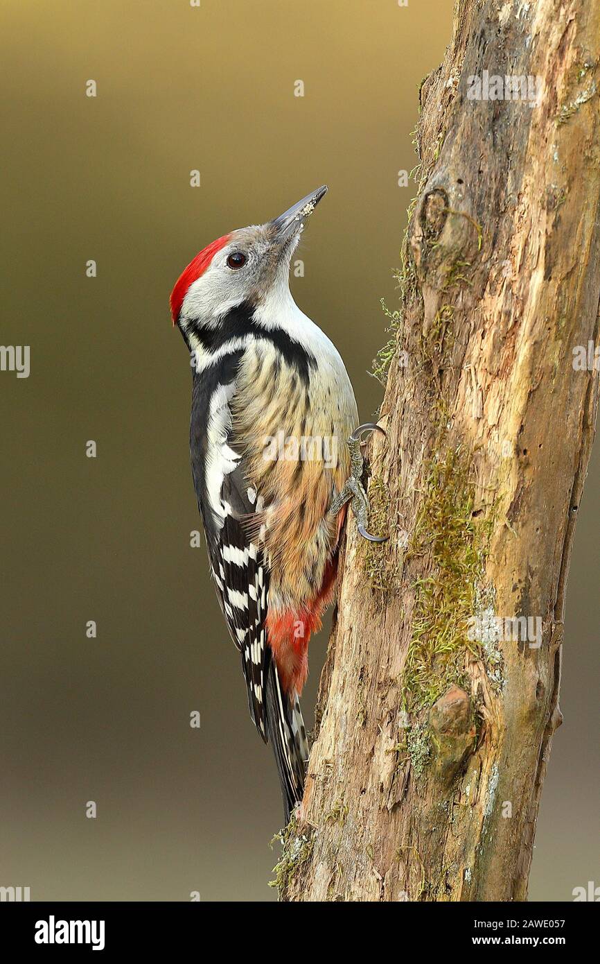 Middle Spotted Woodpecker (Dendrocopos medius), looking for food on dead wood, wild animals, North Rhine-Westphalia, Germany Stock Photo