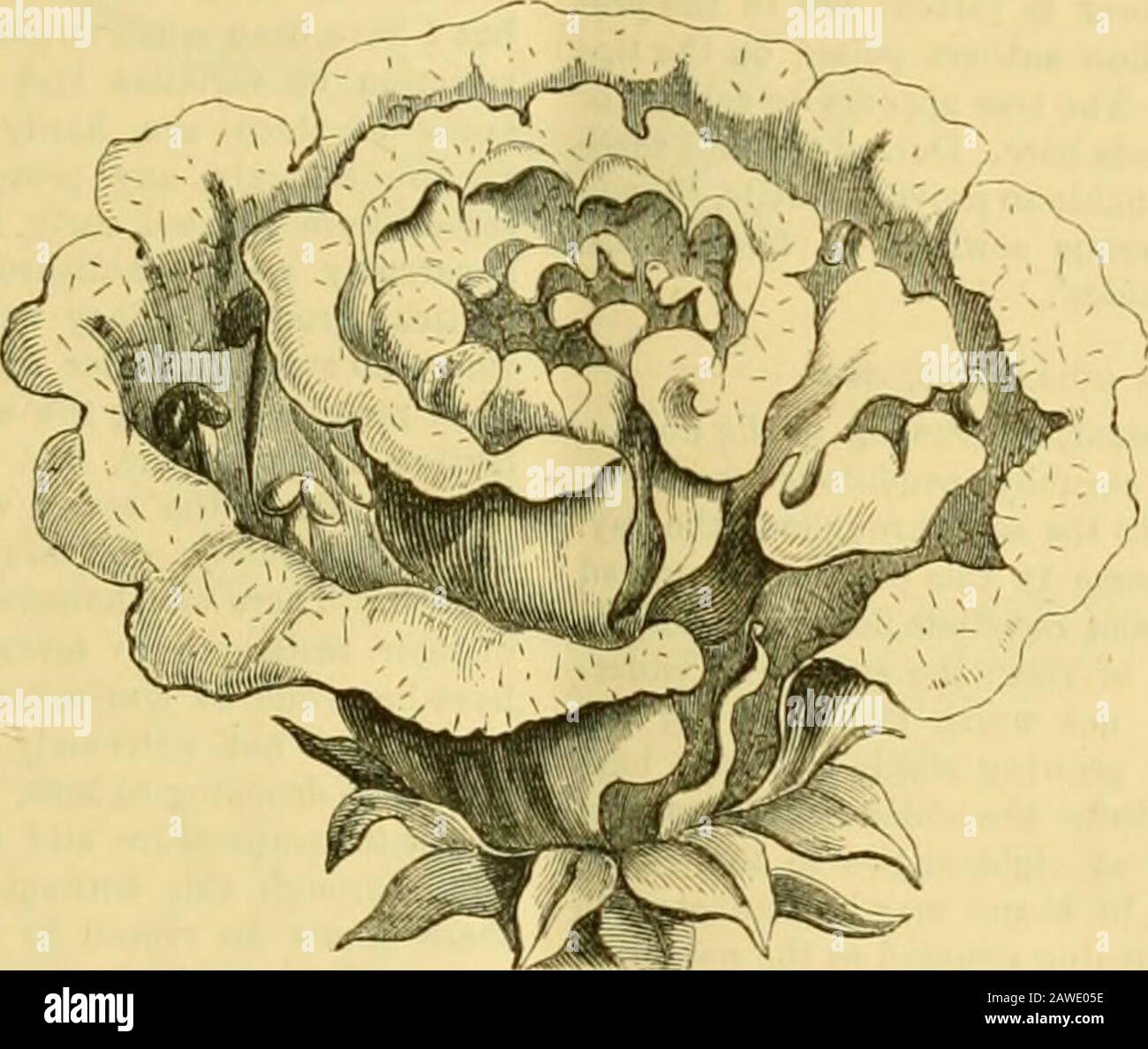 The Gardeners' chronicle : a weekly illustrated journal of horticulture and allied subjects . bular, and notribbed, and has been grown up to 18 oz. in weight.Mr. Waite fruits some of his Tomatos in boxes 15inches by 7 inches by 24 inches, two or three plants ina box. These are stood out-of-doors all the summerafter setting a crop of fruits, and may be taken toany dry warm glass-houses in September, if theweather be then not favourable to growth. Peaches,Nectarines, Vines, &c, are also well-grown andfruited. Vegetables. At Glenhurst, Esher, the gardens of which areunder Mr. C. J. Waites charge, Stock Photo