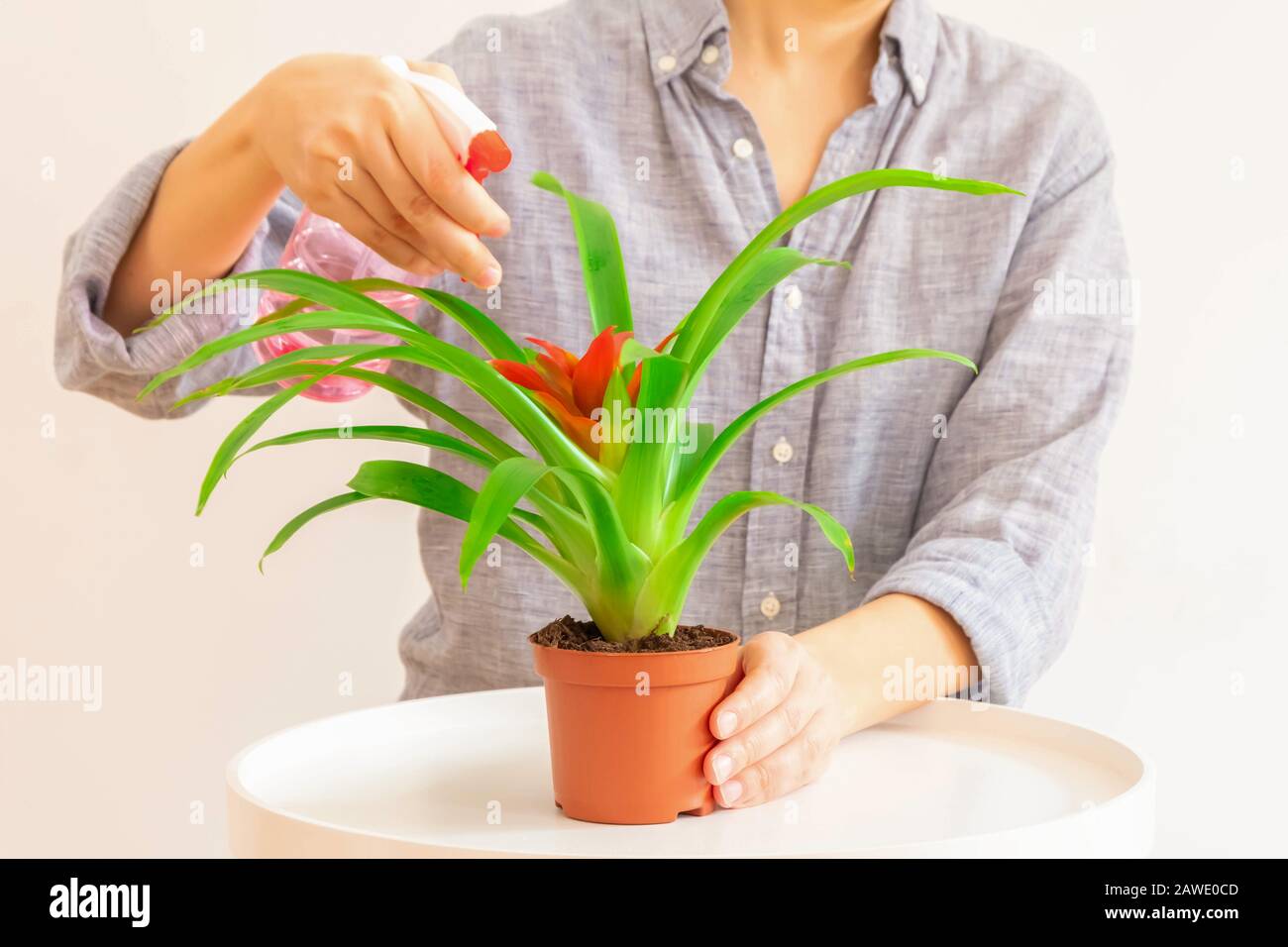 Young woman spraying Guzmania plant in a pot on light neutral background. Plant care concept Stock Photo