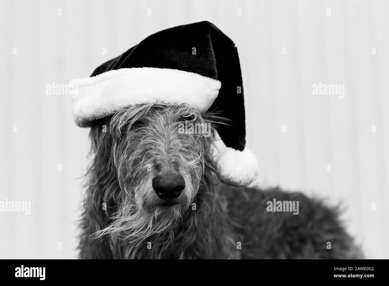 scottish deerhound dog with santa claus hat Stock Photo
