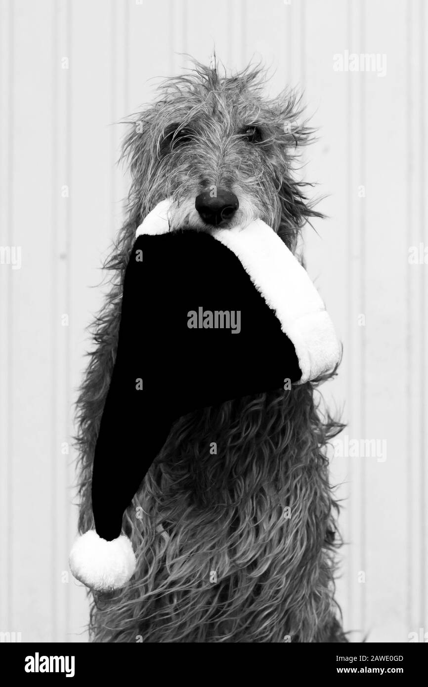 scottish deerhound dog with santa claus hat Stock Photo