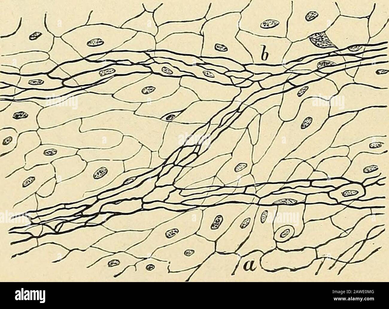 Traité d'anatomie humaine . quil est déli-mité par une membrane homogène,transparente, à double contour,présentant çà et là de nombreuxnoyaux. On a cru pendant long-temps, en se basant sur ce simpleexamen, que les vaisseaux capil-laires nétaient autre chose que depetits tubes cylindriques circons-crits par une paroi homogène etcontinue. Lemploi des solutions denitrate dargent, entre les mains deHoYER en 1865, de Eberth et deChrzonszczewski en 1866, de Legrosen 1868, est venu démontrer, aucontraire, que la paroi des capil-laires (fig. 175) se compose de piècesmultiples et soudées par leursbouts Stock Photo