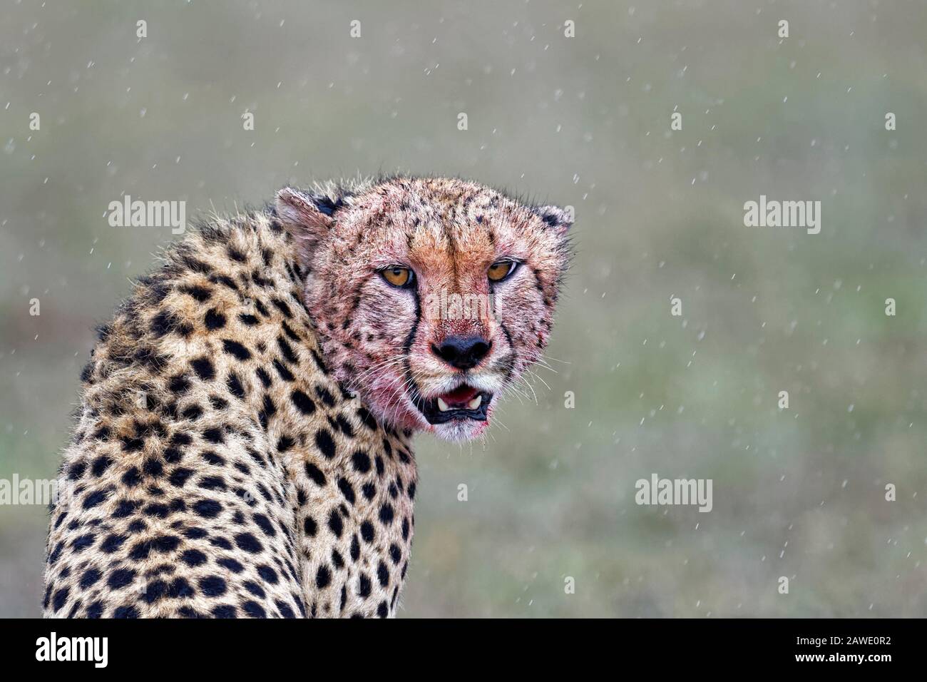 Cheetah (Acinonyx jubatus) after eating in the rain, animal portrait, Masai Mara National Reserve, Kenya Stock Photo