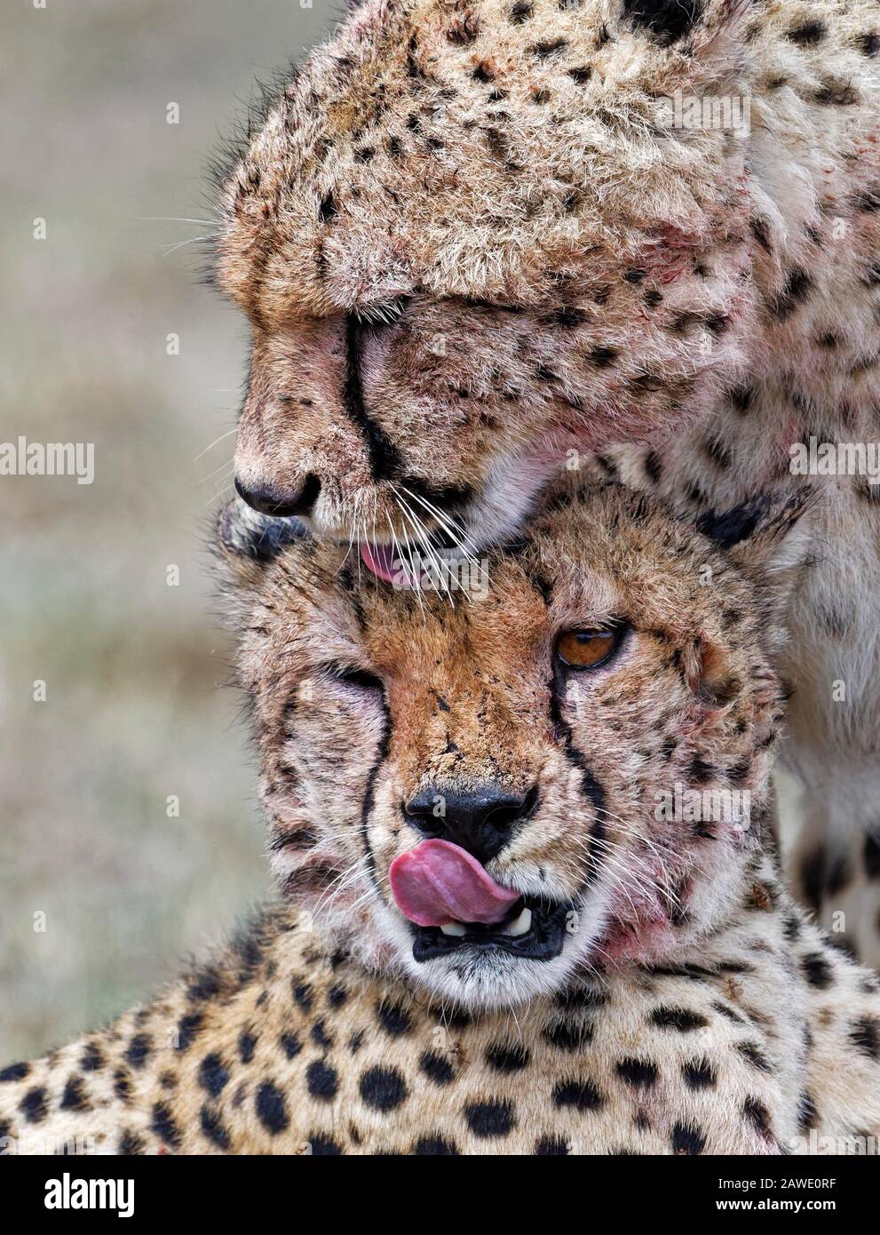 Two Cheetahs (Acinonyx jubatus) licking blood from their faces after eating in the rain, animal portrait, Masai Mara National Reserve, Kenya Stock Photo