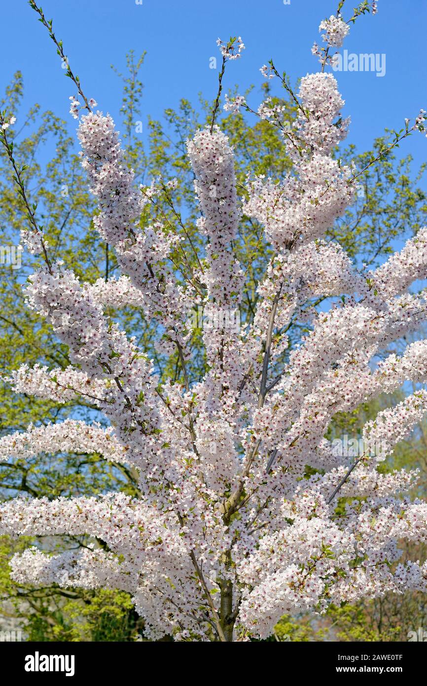 Cherry tree (Prunus), branches with white and pink blossoms, North Rhine-Westphalia, Germany Stock Photo