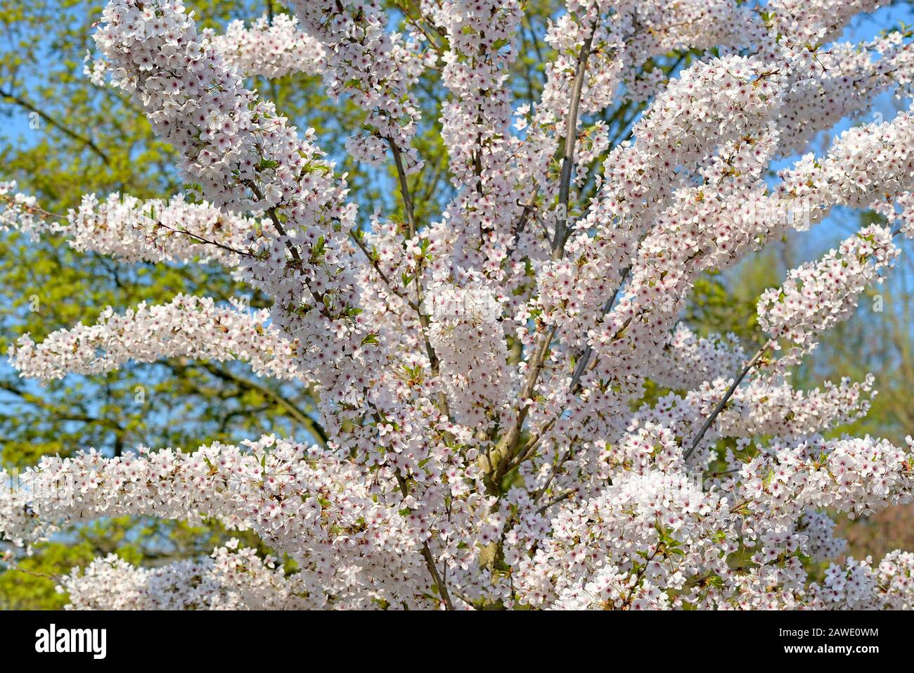 Cherry tree (Prunus) branches with white and pink blossoms, North Rhine-Westphalia, Germany Stock Photo