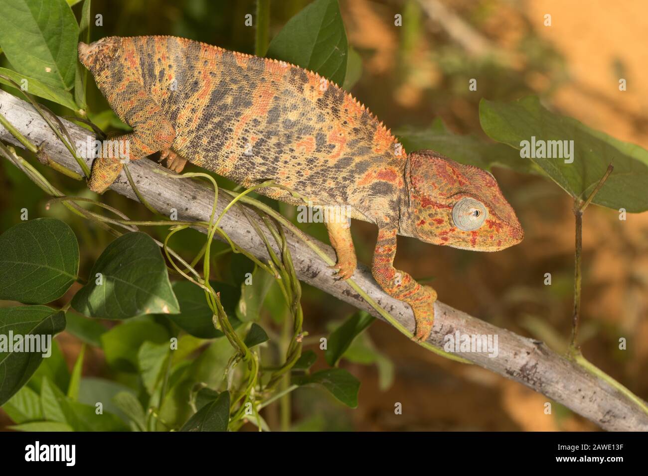 Madagascar Malagasy giant chameleon (Furcifer oustaleti), females in gestation coloration without tail, sitting on a branch, Ankaramibe, northwest Stock Photo