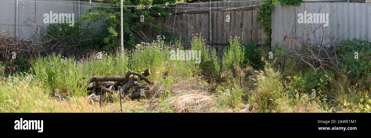 Scenic panoramic view of backyard corner with weed grass and flowering knapweeds among it in front of bunch of brushwood near fence in bright sunlight Stock Photo