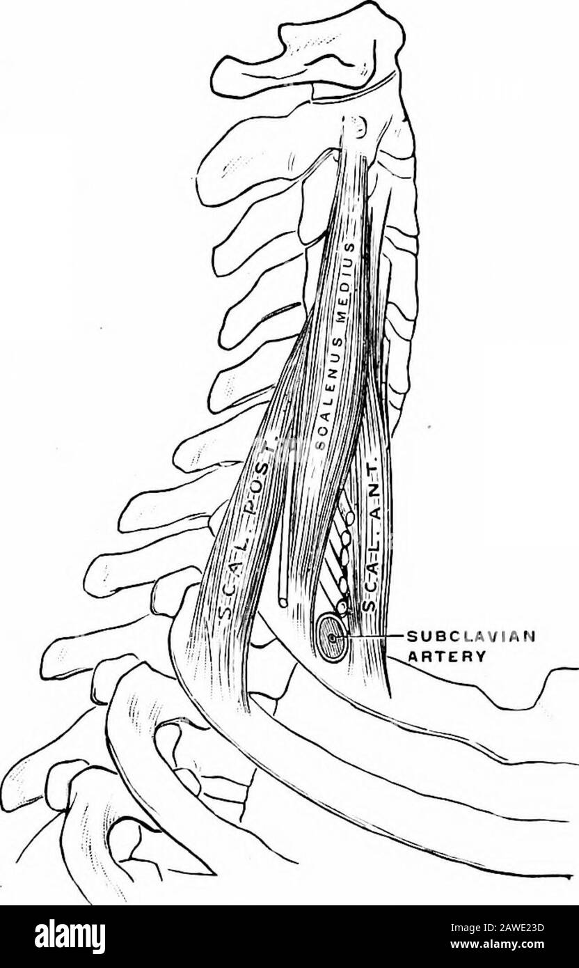 Applied anatomy and kinesiology, the mechanism of muscular movement . ig. 140shows how it is protruded when the diaphragm contracts in taking a full breath. STERNOCLEIDOMASTOID. A pair of muscles forming a letter V down the front and sides ofthe neck. Origin.—The mastoid process of the skull. SCALENI 235 Insertion.—The front of the sternum and the inner fourth of theposterior border of the clavicle. Structure.—Parallel fibers, dividing into two parts below its middle. Action.—As a breathing muscle, it lifts the sternum, both musclesof the pair acting together, while the head is held rigidly up Stock Photo