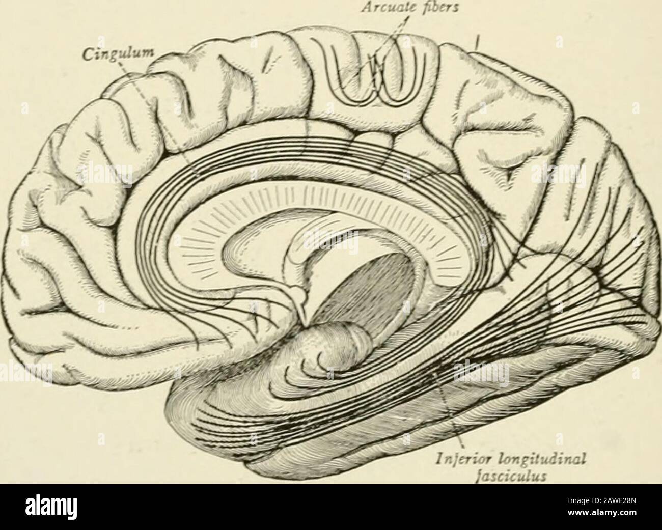 Calcarine cortex