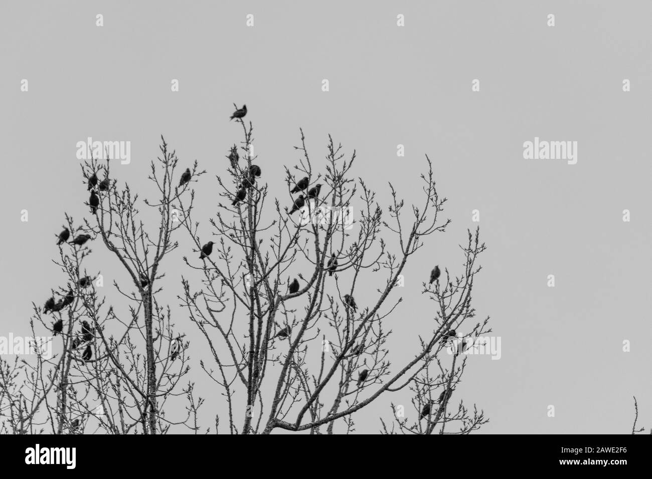 many small birds  sit high in a tree crown black and white Stock Photo