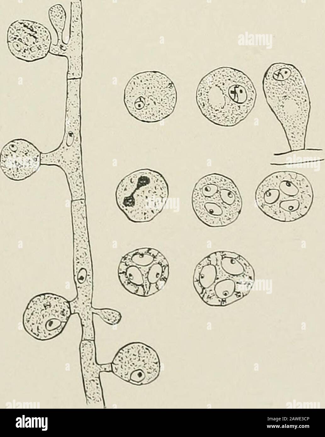 Annual report of the Maine Agricultural Experiment Station . tn:. 70. Voung spore sacs formed in irregular ways. Stained to show-nuclei. X 800.. Ill- 7- At the left, young spore sacs 4 of which contain single nuclei the nucleus has not moved into the younger ones ; at the right above, 3 young asci showing typical nuclei, below, asci with young spores surrounded by epiplasm. Stock Photo
