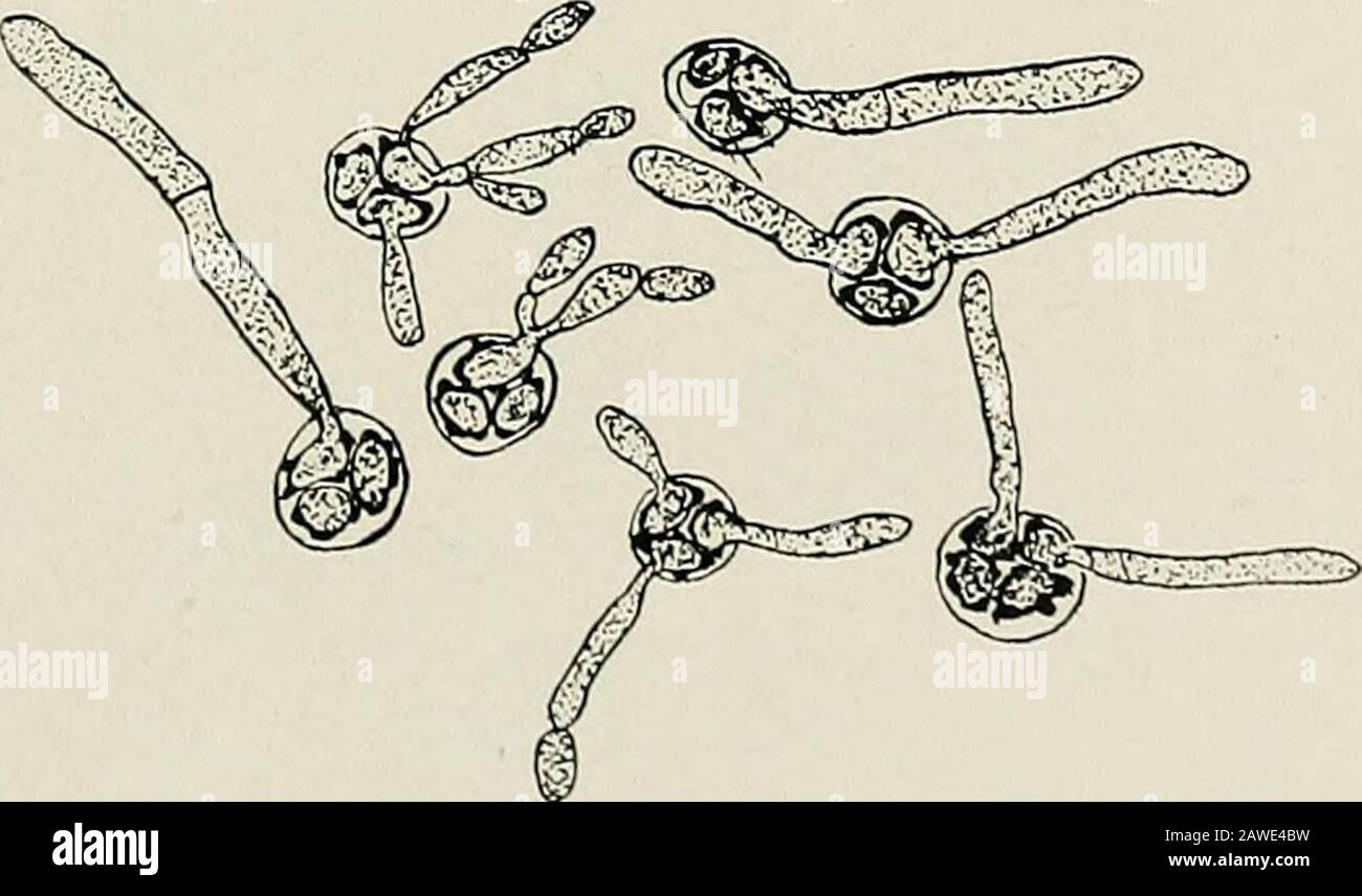 Annual report of the Maine Agricultural Experiment Station . t !&lt;;. 68. Conidia germinating in hanging drop, prune decoction.-At the left unstained, at the right stained to show nuclei.. Fk;. 6c). (ierminating ascospores. Stock Photo