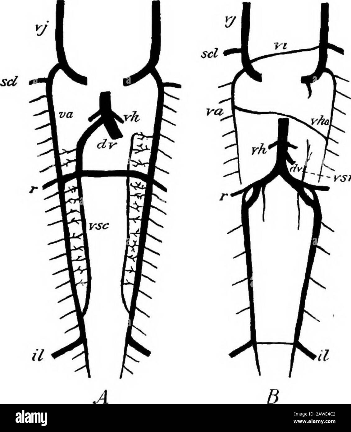 The development of the human body; a manual of human embryology . r). The cross-branch between the two subcardinalspersists, however, and by its connection with the leftcardinal allows the blood from the lower part of that veinto flow over into the vena cava. As the permanent kidneys grow forward (see Chap.xiii) they push their way between the aorta and the poste-rior portions of the cardinal veins, forcing the latter off tothe side and interfering with the flow of blood in them, adifficulty which is overcome by the development of abranch from each cardinal, just above the kidney, whichpasses Stock Photo