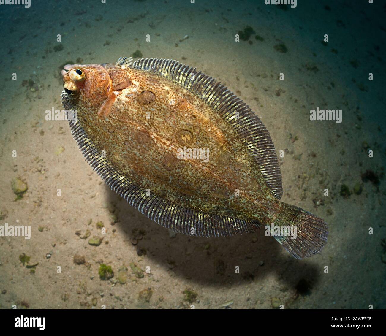 Sole Fish Water High Resolution Stock Photography and Images Alamy