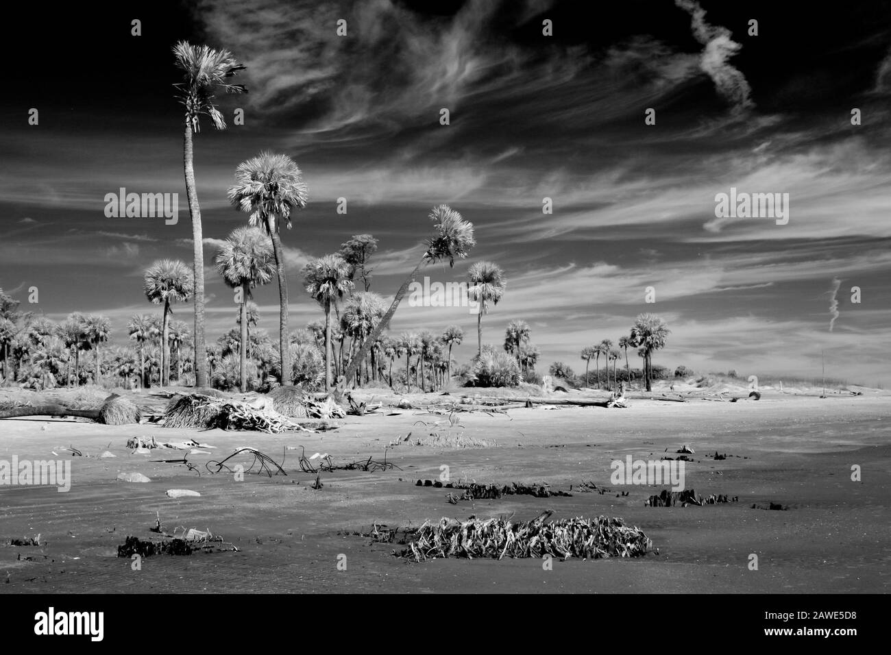 Black and white infrared photography of palm trees on the ocean, alien landscape. Stock Photo