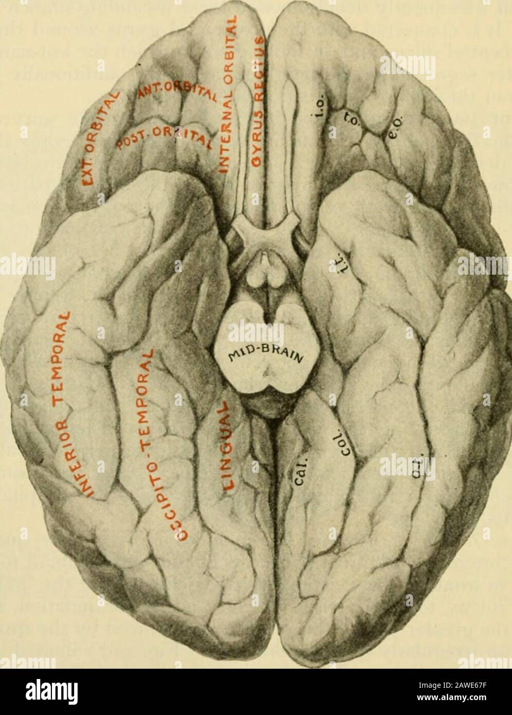 Parieto occipital hires stock photography and images Alamy