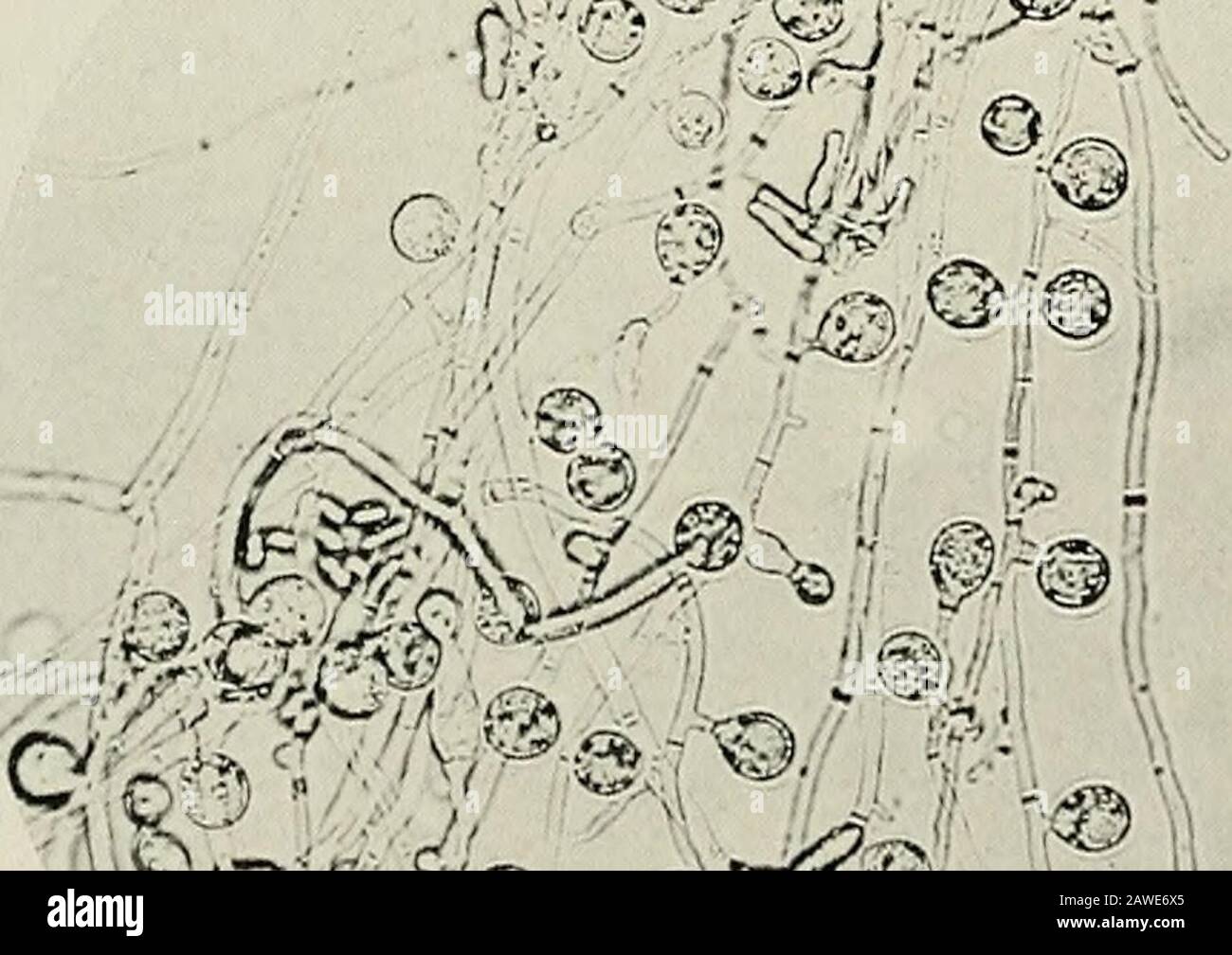 Annual report of the Maine Agricultural Experiment Station . Ku;. 59. rhotograph of the same apjjle cut in two to show extentof the decav. .- ^^?. ^^^v °» ,0 ?^ Fic. 60. Photo-micrograph of mycelium and young spore sacs ofEudonivciis niali. x iSo. v^- -#??• yv:. - Jf ?? Vr,. 61. Spore sacs ami mycelium, x 350. ? v V , Stock Photo