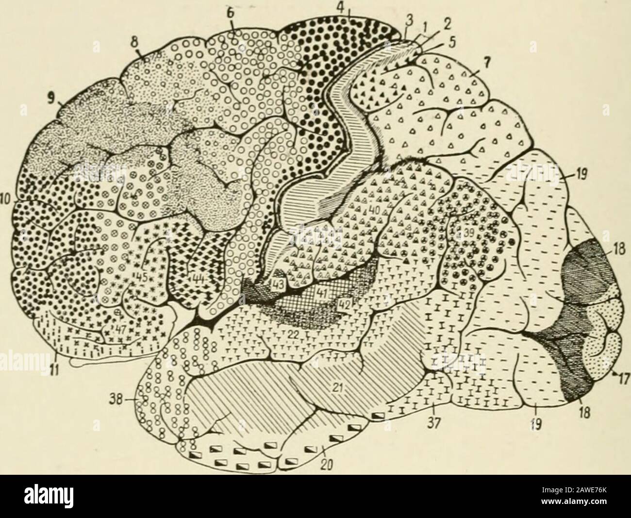 Brodmann areas hi-res stock photography and images - Alamy