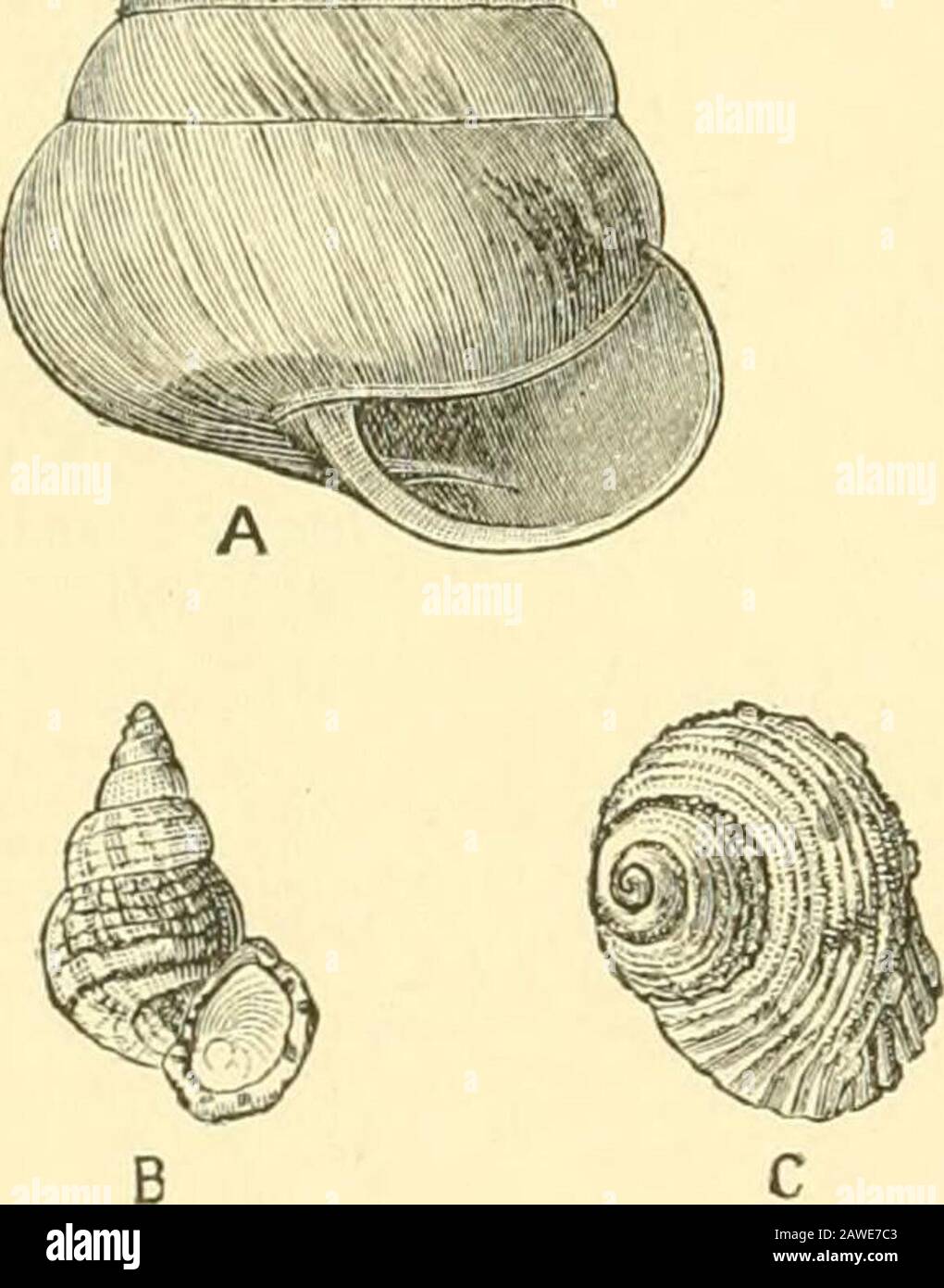 The Cambridge natural history . oint ofnumbers and variety, quite unequalled in the world. There arein all as many as 56 genera and more than 440 species, thelatter being nearly all peculiar. The principal features are the 148 JAMAICA Glandinae, the Helicidae, and the land operculates. The Glan-dinae belong principally to the sub-genera Varicella, Melia, andVolutaxis, Streptostyla being absent, although occurring in Cubaand San Domingo. There are 10 genera of Helix, of whichPleurodonta is quite peculiar, while Sagda (13 sp.) is commononly with S.W. San Domingo (2 sp.), and Leptoloma (8 sp.) on Stock Photo